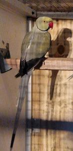 Halsbandparkiet, Mannelijk, Parkiet