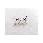 Wandelende takken, Dieren en Toebehoren, Insecten en Spinnen, Wandelende tak