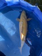 midorigoi Japanse koi, Dieren en Toebehoren, Vissen | Vijvervissen, Karper of Koi