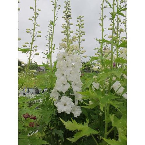 Zaden Delphinium wit, Tuin en Terras, Bloembollen en Zaden, Zaad, Voorjaar, Volle zon, Verzenden
