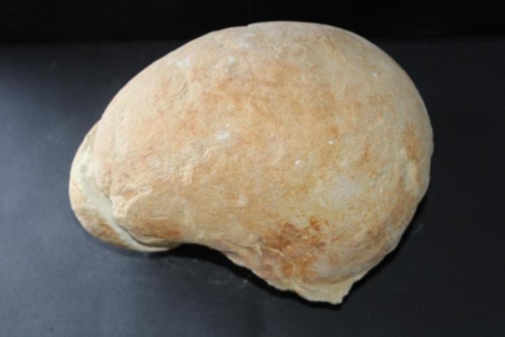 Nautilus Boven-krijt, Verzamelen, Mineralen en Fossielen, Fossiel, Ophalen of Verzenden