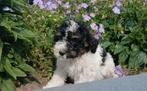 ✨️Super mooie boomer pups✨️ (boomer x poedeltje), Overige rassen, CDV (hondenziekte), 8 tot 15 weken, Meerdere