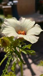 Hibiscus Trionum, 3-urenbloem, bio zaden, Zaad, Verzenden