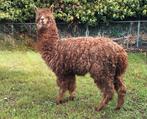 Makke 1 jarige alpaca hengst. ( lees beschrijving)., Dieren en Toebehoren, Juni, Mannelijk