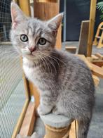 britse korthaar kittens, moeder blauwe rus, Dieren en Toebehoren, Katten en Kittens | Raskatten | Langhaar, Kater, Met stamboom