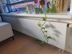 Radiator Radson 2400x400mm, Doe-het-zelf en Verbouw, Verwarming en Radiatoren, Ophalen, 30 tot 80 cm, Gebruikt, Radiator