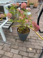 Hortensia in pot, Tuin en Terras, Overige soorten, Vaste plant, Ophalen of Verzenden, Halfschaduw