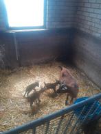 Dwerggeitjes, Dieren en Toebehoren, Vrouwelijk, Geit
