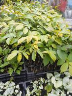 Juglans ( Walnotenboompjes ), Ophalen, Zomer, Overige soorten, Volle zon