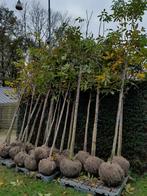 Walnotenbomen, Ophalen of Verzenden, Volle zon, Overige soorten