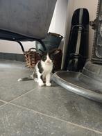 Te koop kittens, Meerdere dieren, Ontwormd, 0 tot 2 jaar