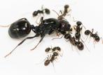 Messor barbarus 4 werksters / mieren ant kolonie, Overige soorten