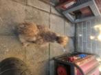 Lieve jonge zijdehoen haan, Dieren en Toebehoren, Pluimvee, Mannelijk, Kip