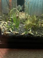 Torenslak: Zoetwater, Aquarium, Dieren en Toebehoren, Slak of Weekdier, Zoetwatervis