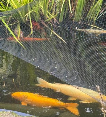 5 grote koi  beschikbaar voor biedingen
