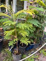 Albizia (Paraserianthes) Lophantha, Tuin en Terras, Ophalen of Verzenden, Volle zon, Overige soorten, Minder dan 100 cm