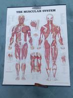 4 Vintage 1980 anatomie platen + 3-D uit elkaar halen hart, Gebruikt, Ophalen of Verzenden