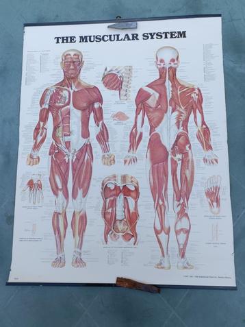 4 Vintage 1980 anatomie platen + 3-D uit elkaar halen hart