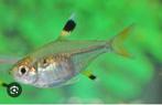 Gratis roodstaartzalm, Dieren en Toebehoren, Vissen | Aquariumvissen