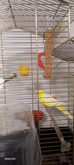 Roodrug lutino te koop  met kooi, Mannelijk, Parkiet, Tam