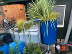 Grote iris paarse bloem. (Blauwe ton en IBC mogen ook mee), Tuin en Terras, Ophalen, Gebruikt
