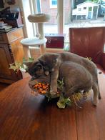 grijze poes vermist, Kat