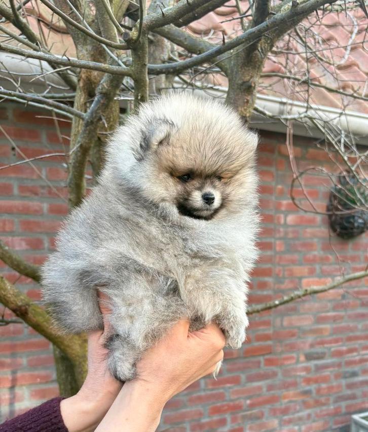 Super mooie Pomeriaan pups mini/teacup, Dieren en Toebehoren, Honden | Chihuahua's en Gezelschapshonden, Meerdere dieren, Overige rassen