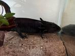 Axolotl, Dieren en Toebehoren, Ophalen