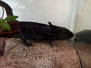 Axolotl beschikbaar voor biedingen