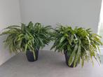 2 grote en volle Calathea Rufibarba inclusief pot, Ophalen, Volledige schaduw, Overige soorten, In pot