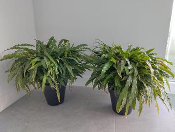 2 grote en volle Calathea Rufibarba inclusief pot beschikbaar voor biedingen