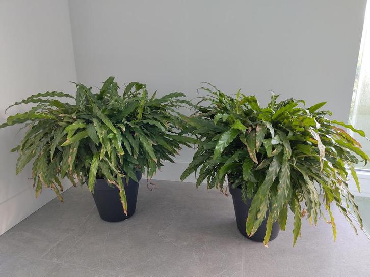 2 grote en volle Calathea Rufibarba inclusief pot, Huis en Inrichting, Kamerplanten, Overige soorten, Minder dan 100 cm, Groene kamerplant