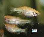 Zebra Danio "Gold", Dieren en Toebehoren, Vissen | Aquariumvissen, Vis, Zoetwatervis, Schoolvis