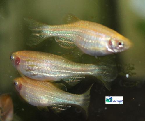 Zebra Danio "Gold", Dieren en Toebehoren, Vissen | Aquariumvissen, Zoetwatervis, Vis, Schoolvis