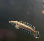 Slangenkopvis Channa Bipuli, Vis, Zoetwatervis