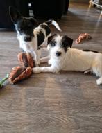 Kruising pups, 15 weken tot 1 jaar, Meerdere, Meerdere dieren, Klein