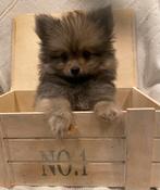 Pomchi pupje te koop, Rabiës (hondsdolheid), Reu, 8 tot 15 weken, Eén hond