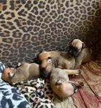 Boxer pups, Dieren en Toebehoren, België, Particulier, Overige rassen, CDV (hondenziekte)