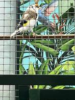 Bonte putter, Dieren en Toebehoren, Vogels | Overige Vogels, Mannelijk, Wildzangvogel