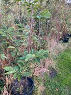 Tamme Kastanje Boom - Biologisch, Tuin en Terras, Planten | Bomen, Bloeit niet, Overige soorten, 100 tot 250 cm, Ophalen
