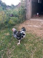 Orpington groot porselein - haan / hanen, Dieren en Toebehoren, Pluimvee, Mannelijk, Kip