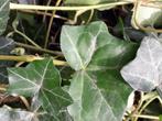 90 Goedkope snelgroeiende Hedera klimop  100-110cm, Ophalen of Verzenden, Bloeit niet, Vaste plant, Klimplanten