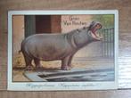 Reclamekaarten Cacao Van Houten - Nijlpaard uit 1900, Overige thema's, Ophalen of Verzenden, Voor 1920