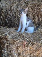 1 tamme boerderij kitten, een kater, Meerdere dieren, Kortharig, 0 tot 2 jaar