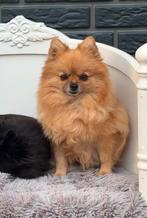 VERMIST ‼️‼️, Hond