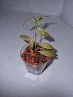 Hoya microdwarf, Huis en Inrichting, Kamerplanten, Ophalen of Verzenden, Overige soorten, Minder dan 100 cm