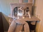 Ragdoll x Europese korthaar kittens 2 beschikbaar, Dieren en Toebehoren, Katten en Kittens | Raskatten | Korthaar, Meerdere dieren