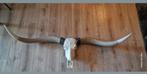 Bizon schedel 140cm lang, Ophalen, Zo goed als nieuw, Schedel