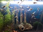 Guppen, Dieren en Toebehoren, Vissen | Aquariumvissen, Vis, Zoetwatervis