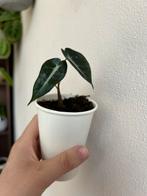 Alocasia bambino arrow, Huis en Inrichting, Kamerplanten, Ophalen of Verzenden, Overige soorten, Minder dan 100 cm